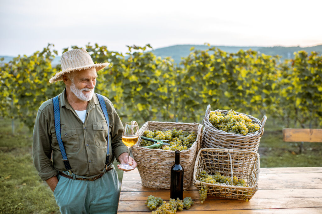 Senior winemaker with wine and grapes on the vineyard